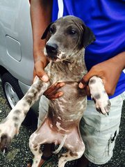 German Shorthair Pointer Mix - German Shorthaired Pointer Dog