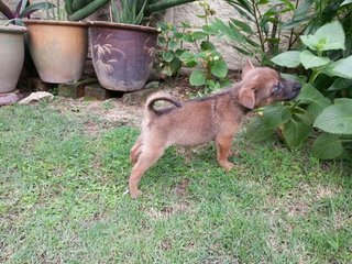 Peaches &amp; Kiwi ( Siblings) - Mixed Breed Dog