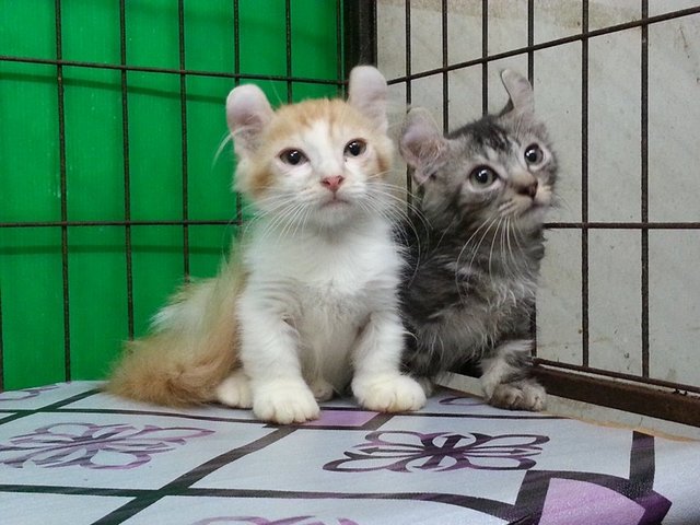 Tom And Jerry - Munchkin Cat