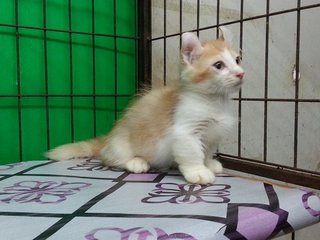 Tom And Jerry - Munchkin Cat