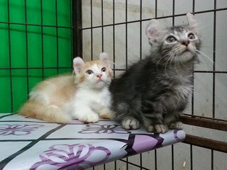 Tom And Jerry - Munchkin Cat