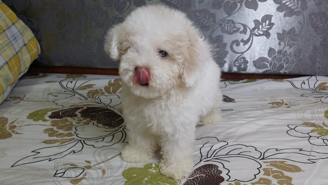 Thick Fur Toy Poodle - Poodle Dog