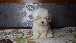 Thick Fur Toy Poodle - Poodle Dog