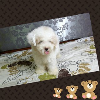 Thick Fur Toy Poodle - Poodle Dog