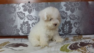 Thick Fur Toy Poodle - Poodle Dog