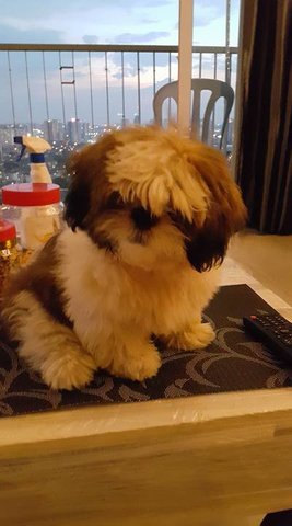 Happie - Shih Tzu Dog