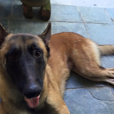 Luna - Belgian Shepherd Malinois Dog