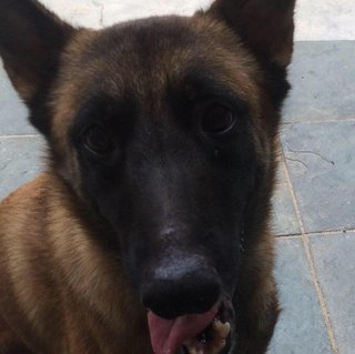 Luna - Belgian Shepherd Malinois Dog