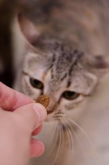 Hmm... What's this, it looks like a super yummy treat, lets see what it sniffs like!