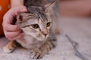 Ah, this is nice, ear scratches, of yeah, more, more more! 