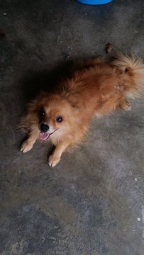 Chico - Pomeranian Dog