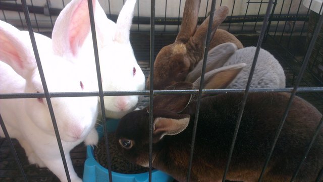 Minirex Rabbits - Mini Rex Rabbit