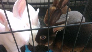 Minirex Rabbits - Mini Rex Rabbit