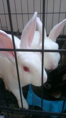 Minirex Rabbits - Mini Rex Rabbit