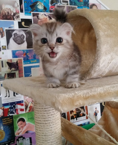 Chocoo (Munchkin) - Munchkin + Scottish Fold Cat