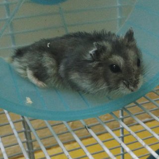 Bob - Short Dwarf Hamster Hamster