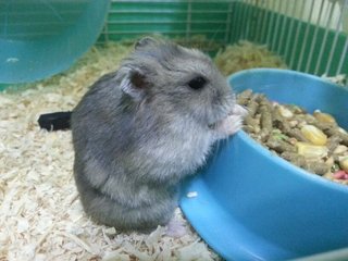 Bob - Short Dwarf Hamster Hamster