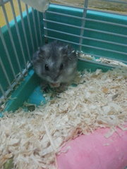 Bob - Short Dwarf Hamster Hamster