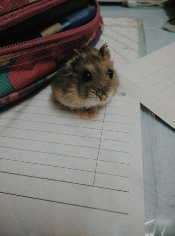 Bob - Short Dwarf Hamster Hamster