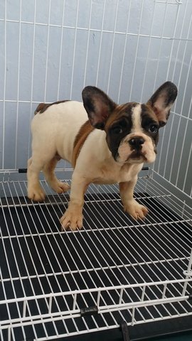 Bigbone French Bulldog  A123 - French Bulldog Dog