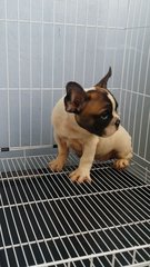 Bigbone French Bulldog  A123 - French Bulldog Dog