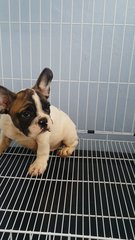 Bigbone French Bulldog  A123 - French Bulldog Dog