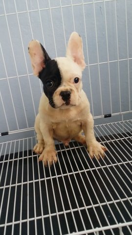 Blackmask French Bulldog A133 - French Bulldog Dog