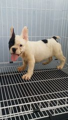 Blackmask French Bulldog A133 - French Bulldog Dog