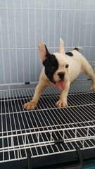 Blackmask French Bulldog A133 - French Bulldog Dog