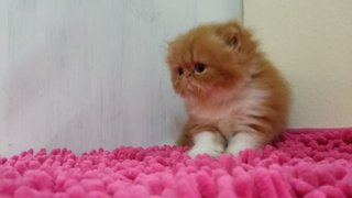 Bingo ( Exotic Long Hair ) - Exotic Shorthair Cat