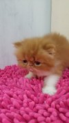 Bingo ( Exotic Long Hair ) - Exotic Shorthair Cat