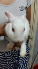 Neatherland Dwarf - Netherland Dwarf Rabbit