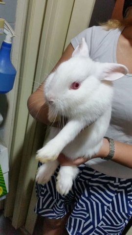 Neatherland Dwarf - Netherland Dwarf Rabbit