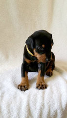 Waiting For A Name - Doberman Pinscher Dog