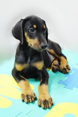 Waiting For A Name - Doberman Pinscher Dog