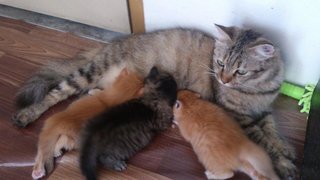 KITTEN WITH MUMMY