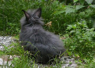 Fyeina - Angora Rabbit + Lionhead Rabbit