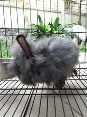 Fyeina - Angora Rabbit + Lionhead Rabbit