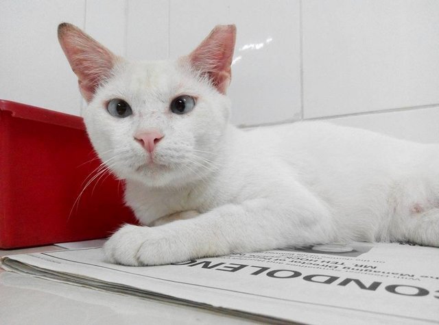 Casper - Domestic Short Hair Cat