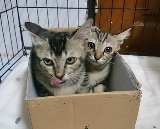 Upin &amp; Ipin - Domestic Short Hair Cat