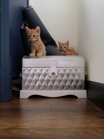 3 Ginger Kittens For Adoption - Domestic Short Hair Cat