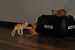 3 Ginger Kittens For Adoption - Domestic Short Hair Cat