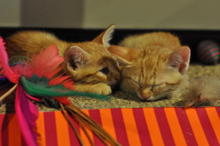 3 Ginger Kittens For Adoption - Domestic Short Hair Cat