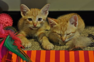 3 Ginger Kittens For Adoption - Domestic Short Hair Cat