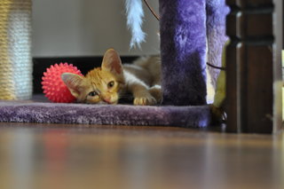 3 Ginger Kittens For Adoption - Domestic Short Hair Cat