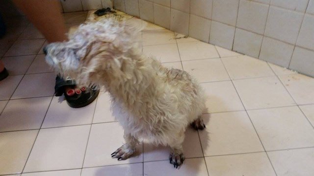 Cap - Poodle + Schnauzer Dog