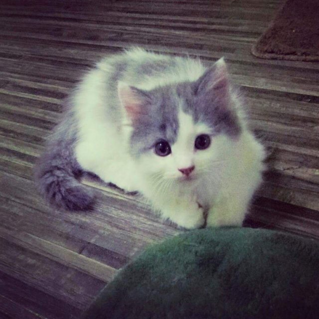 Abu- Abu - American Curl + Domestic Long Hair Cat