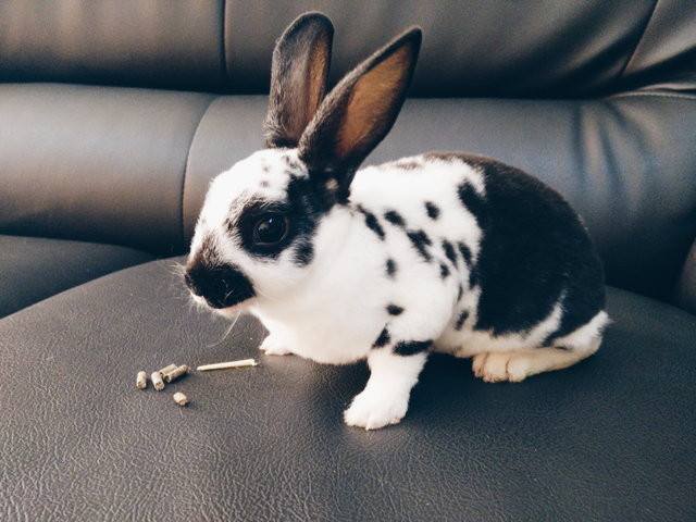 Moldy - Mini Rex Rabbit