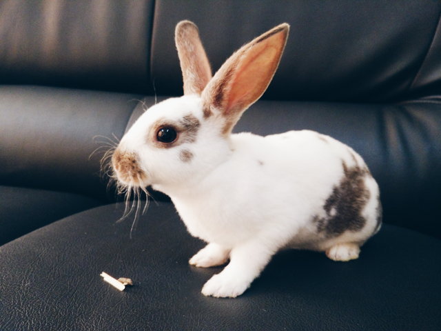 Fatty - Mini Rex Rabbit