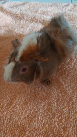 Papua &amp; Sydney - Guinea Pig Small & Furry